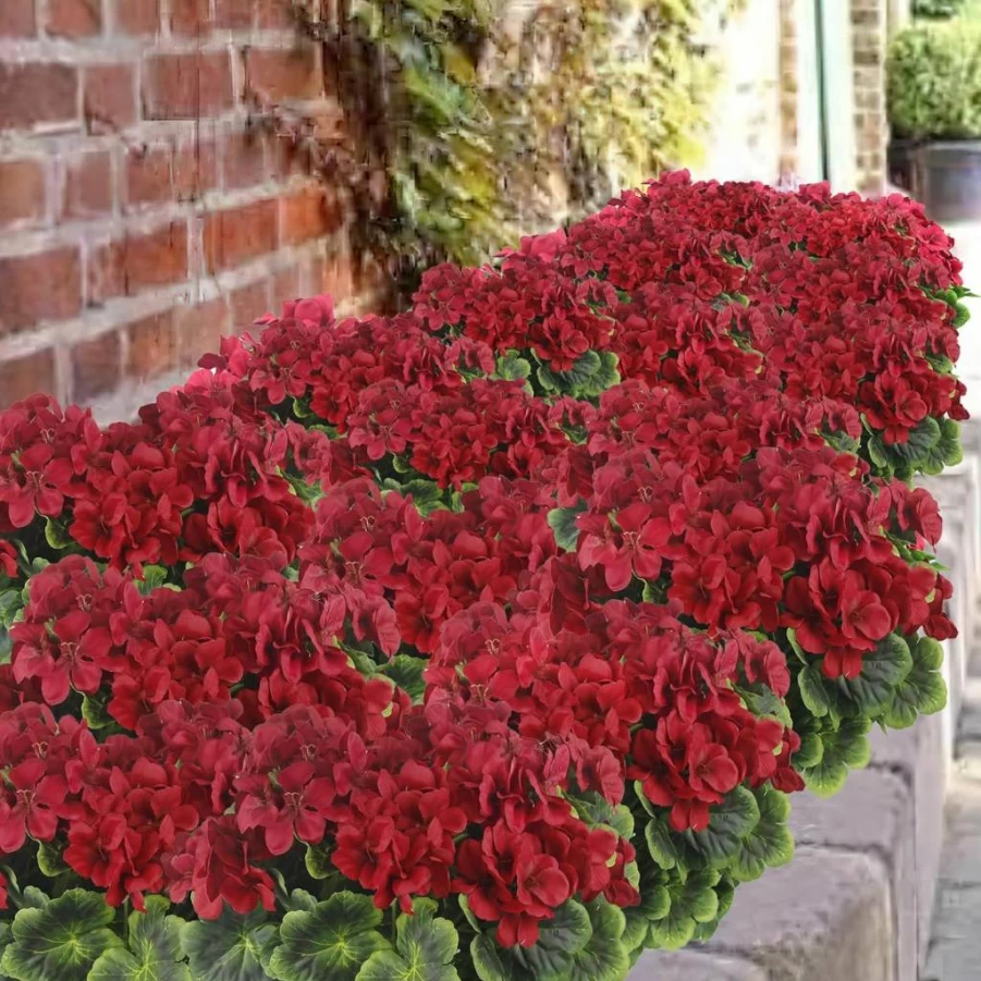 FAICOIA 2 Pack White Artificial Geranium Flowers for Outdoor Decor - Realistic Silk Geranium Bushes for Garden, Patio, Cemetery, Vase & Table Centerpiece - Faux Geranium Stems for Indoor & Outdoor Use