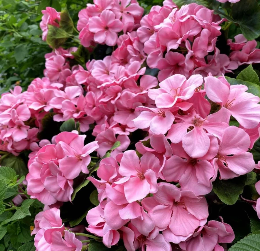 Dophinena Artificial Geranium Flowers - Pack of 4 Red Silk Geranium Bushes for Indoor Outdoor Home Garden Wedding Decor